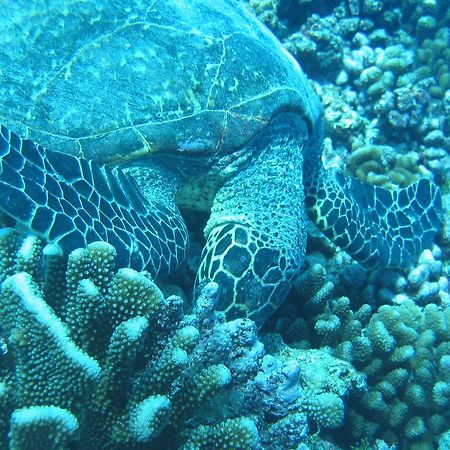 Fare Vaihere Moorea Ngoại thất bức ảnh